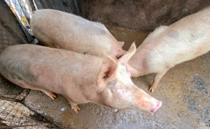 Porci purcei de vanzare - imagine 3