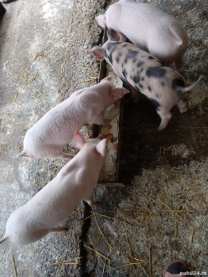 Vând 4 mascori castrați