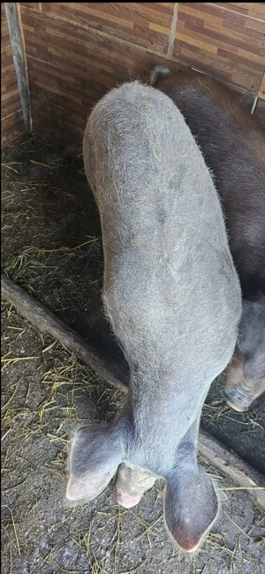 Vând porci 90-100kg Com Lița Asigur Transport in Apropiere - imagine 2