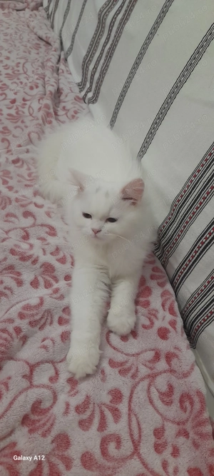 British Shorthair White  - imagine 2