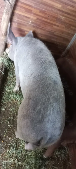 Vând porci 90-100kg Com Lița Asigur Transport in Apropiere