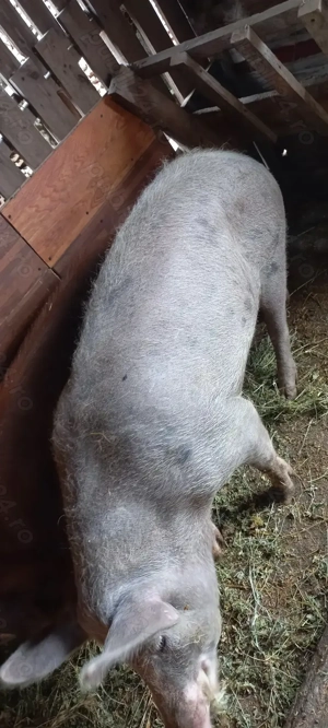 Vând porci 90-100kg Com Lița Asigur Transport in Apropiere - imagine 3