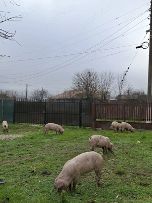 purcei de vânzare  - imagine 3