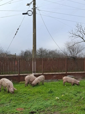 purcei de vânzare  - imagine 2