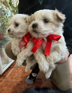 Pui Bichon Maltez 