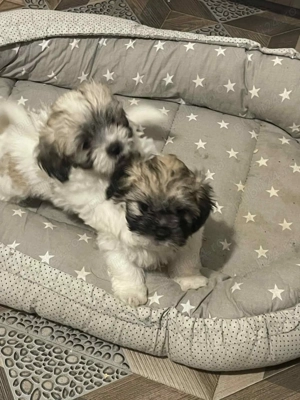 Vând bichon maltez talie mică 