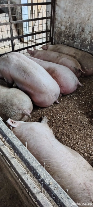 porci de carne  - imagine 5