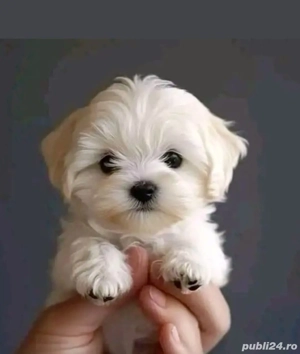 Bichon mini toy  - imagine 2