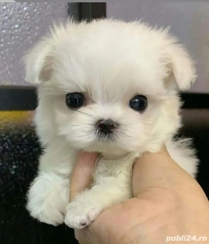 Bichon mini toy 