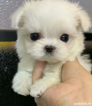 Bichon mini toy  - imagine 3