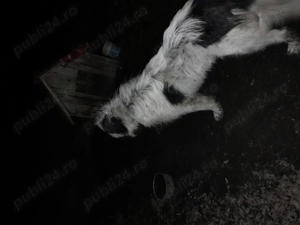 Vand Caine Mioritic de bucovina