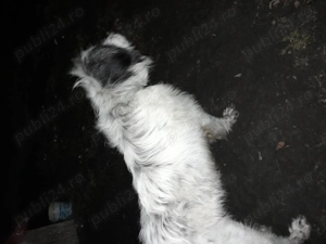 Vand Caine Mioritic de bucovina - imagine 2