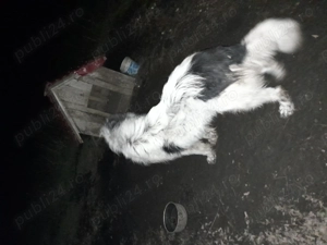 Vand Caine Mioritic de bucovina - imagine 3