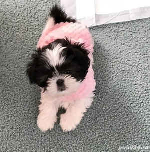 Shih Tzu puiuti 