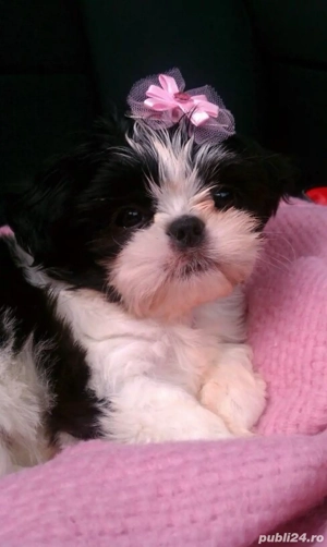 Shih Tzu puiuti  - imagine 4