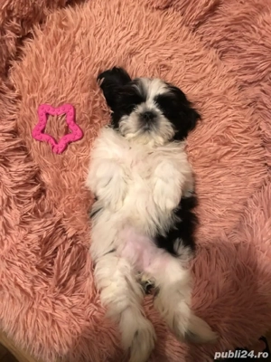 Shih Tzu puiuti  - imagine 3