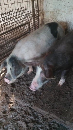 Vând porci de ȚARĂ .