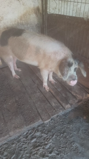 Vând porci de ȚARĂ . - imagine 2