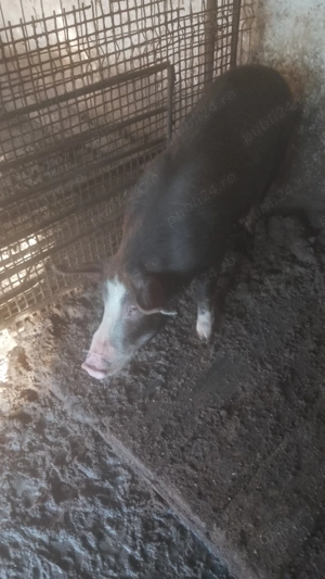 Vând porci de ȚARĂ . - imagine 3