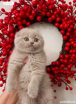 Scottish Fold Lila  - imagine 2