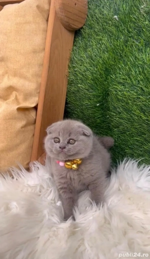 Scottish Fold Lila  - imagine 3