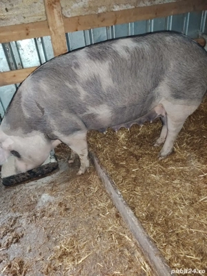 Purcea de vânzare 12 lei kg - imagine 2