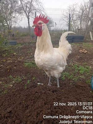 Vând gaini rasele la bresse, brahma,austrolop  - imagine 2