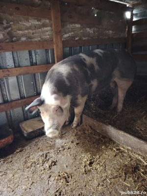 Purcea de vânzare 12 lei kg - imagine 3