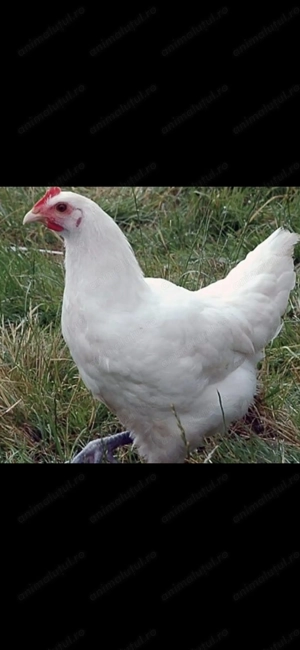 Vând gaini rasele la bresse, brahma,austrolop 