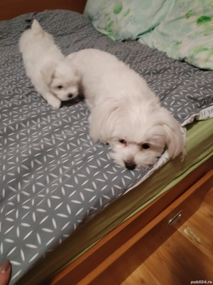 câine bișhon - imagine 3