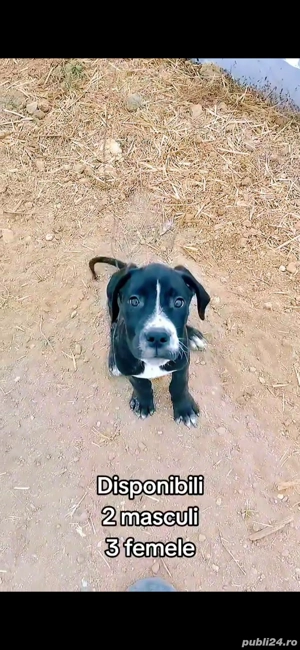 Vând Metis Cane Corso