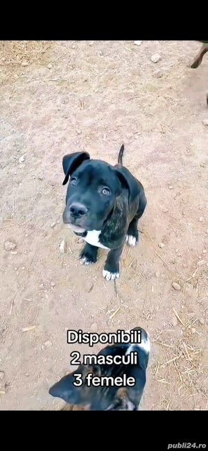 Vând Metis Cane Corso - imagine 3