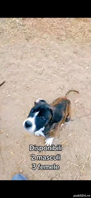 Vând Metis Cane Corso - imagine 2