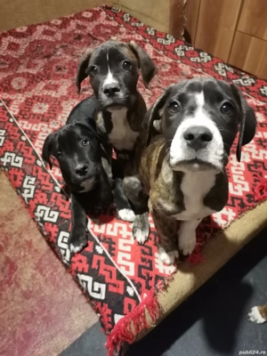 Vând Metis Cane Corso - imagine 4