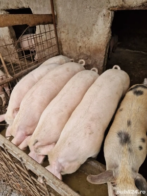 porci de vanzare - imagine 3
