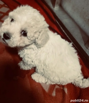 Vand bishon talie mica baietel 2 luni vaccinat si deparazitat