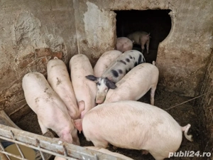 porci de vanzare - imagine 2