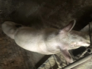 Vând porci  - imagine 3