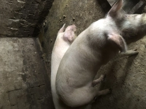 Vând porci  - imagine 4