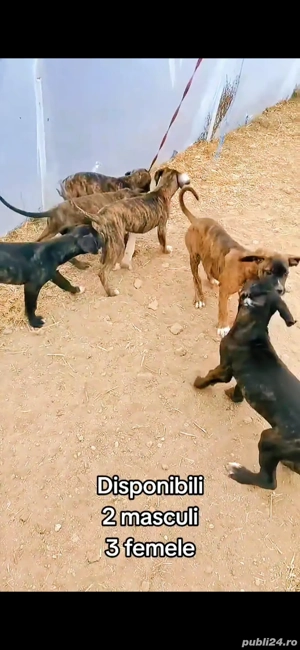 Vând Metis Cane Corso - imagine 5