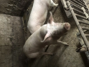 Vând porci  - imagine 5