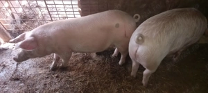 Grasuni de vanzare 15 lei  kg greutate 75-100 kg - imagine 4