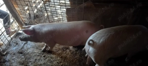 Grasuni de vanzare 15 lei  kg greutate 75-100 kg - imagine 5