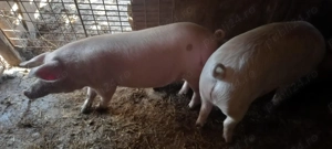 Grasuni de vanzare 15 lei  kg greutate 75-100 kg - imagine 3