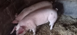 Grasuni de vanzare 15 lei  kg greutate 75-100 kg - imagine 2