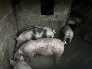 Porci 100-160 kg - imagine 3