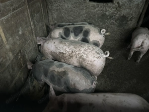 Porci 100-160 kg - imagine 4