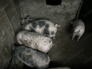 Porci 100-160 kg - imagine 2