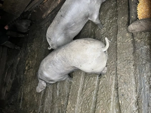 Vand 2 porci  - imagine 2