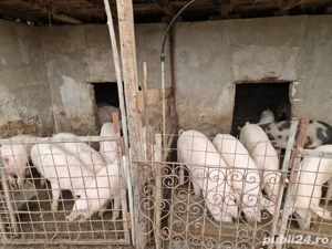 porci de vanzare - imagine 5